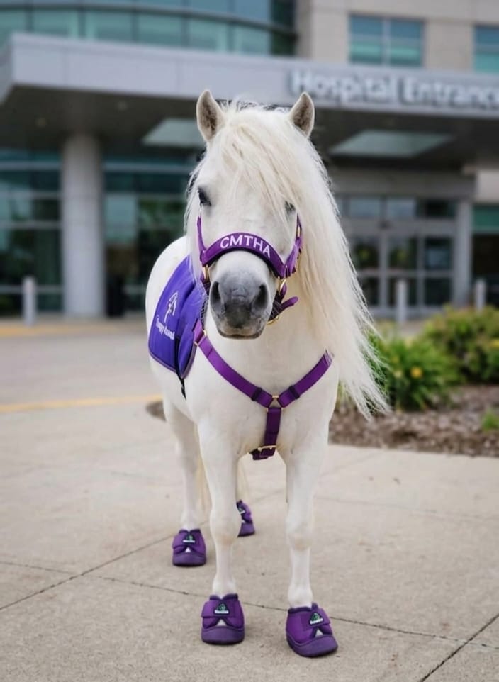 A child gently meeting a calm miniature therapy horse