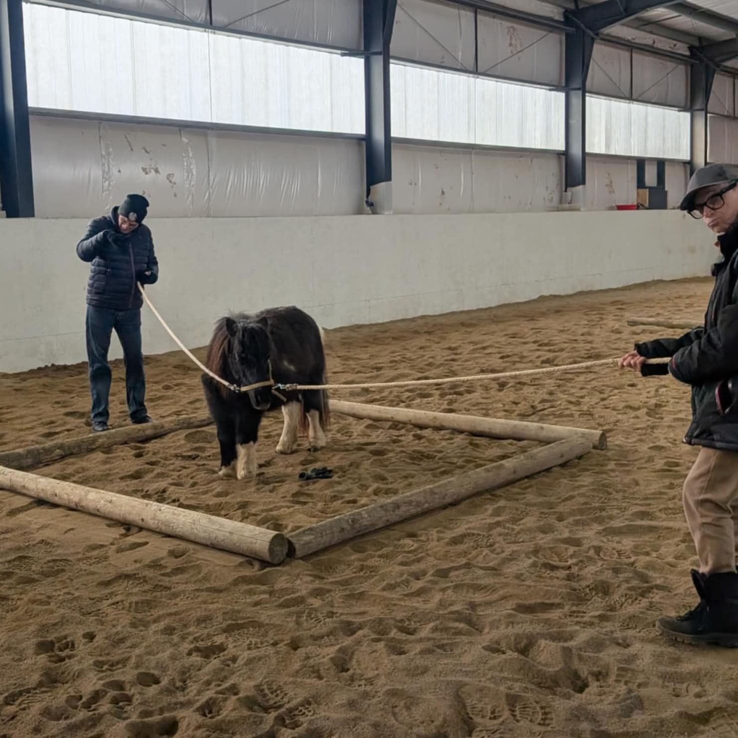 Two participants guide a miniature horse through a square of ground poles during an unmounted Equine Assisted Learning exercise in the heated indoor arena