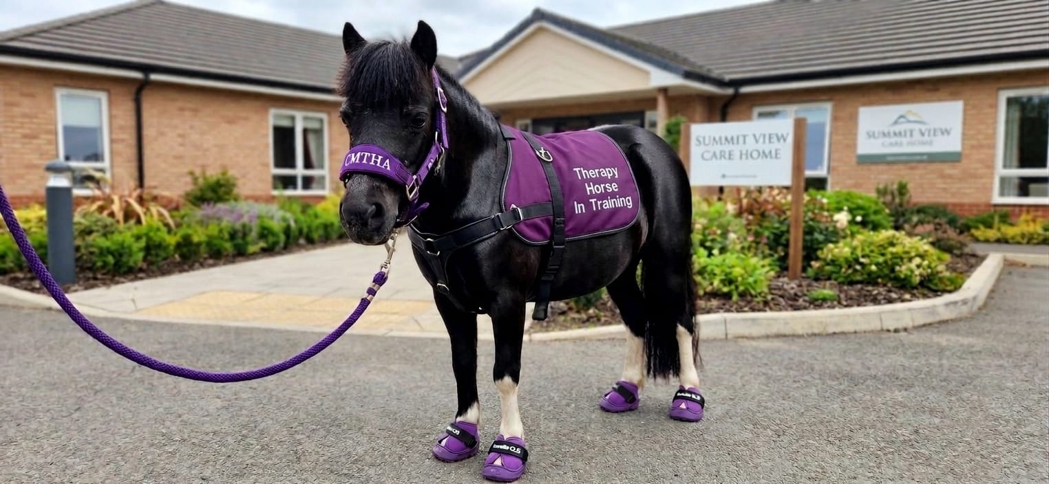 A miniature therapy horse in a purple CMTHA halter and hoof boots