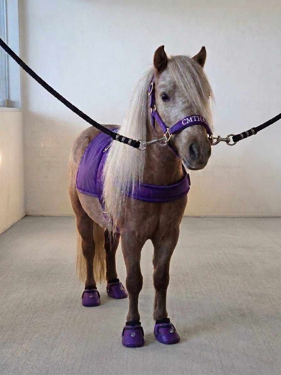 A calm miniature therapy horse standing at a hospital entrance in CMTHA gear