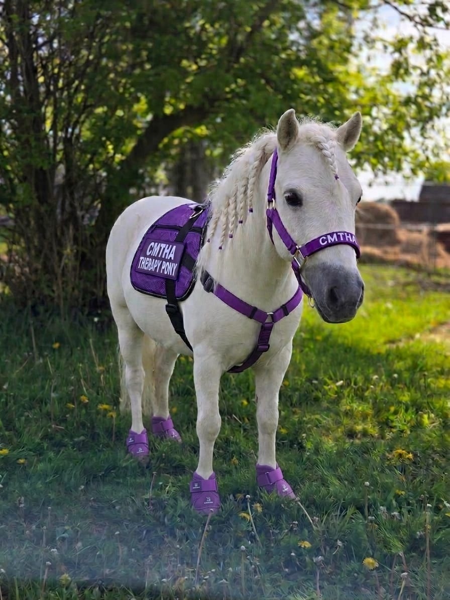 A miniature therapy horse wearing a purple CMTHA 'Therapy Pony in Training' vest outdoors