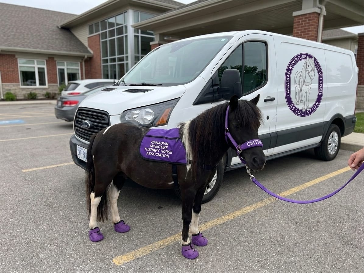 A CMTHA miniature therapy horse beside the association's branded transport van